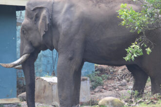 cel mai singuratic elefant din lume a murit ce l a ucis pe shankar pachidermul care a trait singur din 2001 6909db9173b34