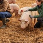 fermierii sub presiunea importurilor focarele de pesta porcina rol foarte important in stabilirea pretului la raft 691c3dd7c0090