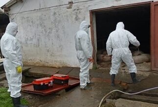 focar de pesta porcina africana confirmat in navodari autoritatile impun restrictii in mai multe localitati din judetul constanta 6911e98364491