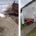 focar de pesta porcina africana confirmat la navodari dsvsa constanta impune restrictii in mai multe localitati 6911eddfbc155