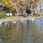 foto video spectacol de toamna lebedele gratioase sunt vedetele lacului neptun 69074caea1bbd