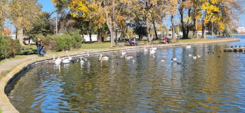 foto video spectacol de toamna lebedele gratioase sunt vedetele lacului neptun 69074caea1bbd