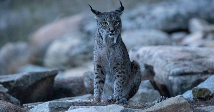 imagini rare cu un ras iberic alb au fost surprinse in spania nu mi venea sa cred ce vedeam 69085fd02ede3