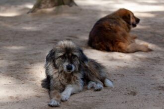 primaria constanta lanseaza servicii gratuite de sterilizare si microcipare pentru cainii detinuti de persoane fizice 690b44ad59202