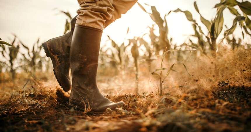 video agricultura din romania in pericol 75 milioane de hectare risca desertificarea avertismentul climatologilor 6908393476f1e