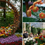 video gradina botanica din romania unde carmen simona sau andra sunt soiuri de crizanteme colectia numara peste 450 de tipuri 6911854bcd5a6