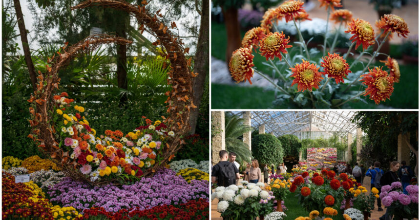 video gradina botanica din romania unde carmen simona sau andra sunt soiuri de crizanteme colectia numara peste 450 de tipuri 6911854bcd5a6