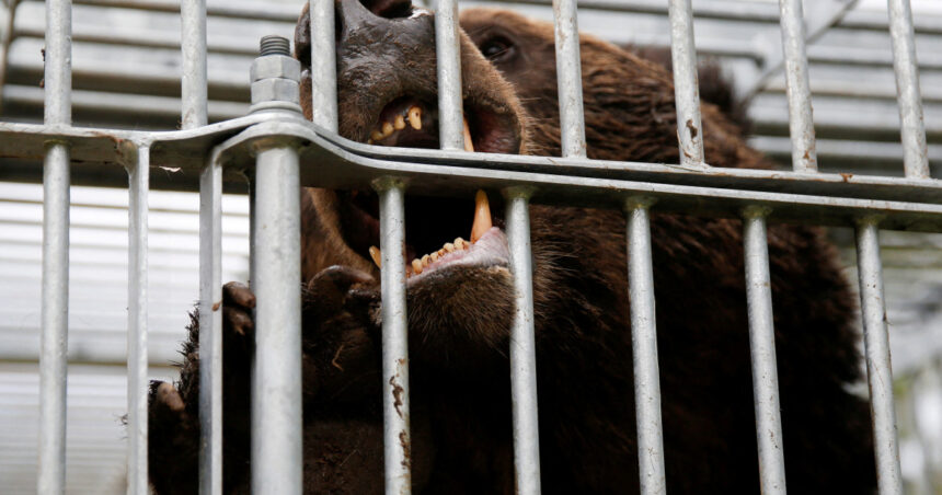 video japonia a trimis armata in nordul tarii dupa ce mai multe orase se confrunta cu atacuri ale ursilor 690af4ce4d9e3