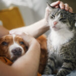 video romania are 86 milioane de caini si pisici cat ajunge sa cheltuie lunar o familie pentru animalul de companie 6911931d952ce