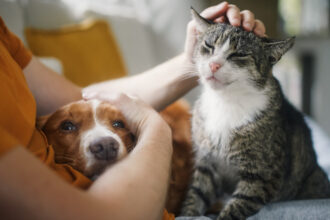 video romania are 86 milioane de caini si pisici cat ajunge sa cheltuie lunar o familie pentru animalul de companie 6911931d952ce