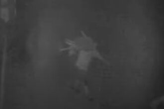 video trei romani au furat 77 de oi de la o stana din spania autoritatile au descris cum actiona banda de hoti 691467a293a42