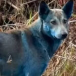 video un expert ucrainean lamureste misterul cainilor albastri de la cernobil este o prostie 69074d9b8b641