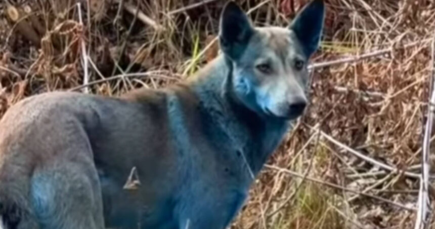 video un expert ucrainean lamureste misterul cainilor albastri de la cernobil este o prostie 69074d9b8b641