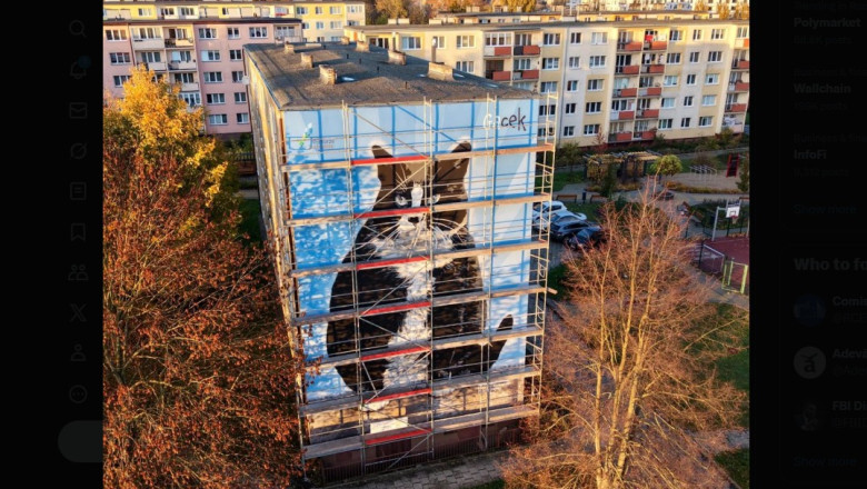 cum arata kim kardashian a lumii pisicilor felina a fost onorata cu o pictura murala uriasa intr un oras polonez 694ab6728fbce