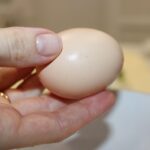 cum sa verifici ouale daca sunt proaspete trucuri rapide pentru siguranta alimentara in bucatarie 69451fb1101bc