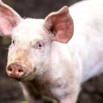 ignatul porcilor veche traditie romaneasca semnul de pe 20 decembrie care prevesteste cum va fi iarna 694645f339ab5