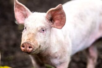 ignatul porcilor veche traditie romaneasca semnul de pe 20 decembrie care prevesteste cum va fi iarna 694645f339ab5