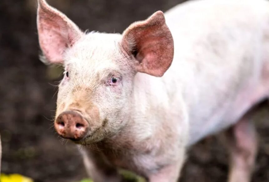 ignatul porcilor veche traditie romaneasca semnul de pe 20 decembrie care prevesteste cum va fi iarna 694648a9cee12