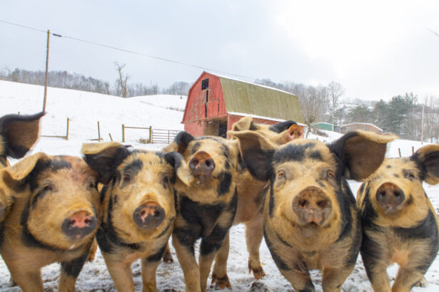 obiceiuri si superstitii romanesti de ignat 69464a9aed6b7