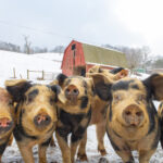 obiceiuri si superstitii romanesti de ignat 6946551d72359