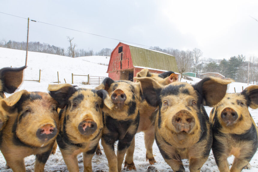 obiceiuri si superstitii romanesti de ignat 6946551d72359