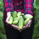 video paradox romanesc ultimele legume autohtone din 2025 pleaca spre export in timp ce pietele sunt pline acum de produse de import 695293a90cfcd