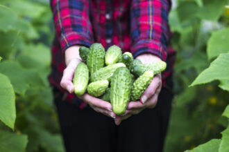 video paradox romanesc ultimele legume autohtone din 2025 pleaca spre export in timp ce pietele sunt pline acum de produse de import 6952d5150edc0