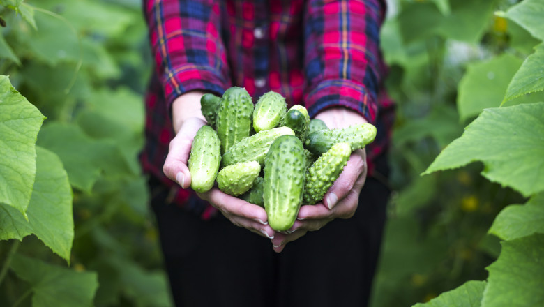 video paradox romanesc ultimele legume autohtone din 2025 pleaca spre export in timp ce pietele sunt pline acum de produse de import 6952dd55beb58