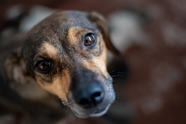 video pas spre normalitate polonia interzice tinerea cainilor in lant romania ramane in urma la noi inca nu exista lege 694a5d5b834ad