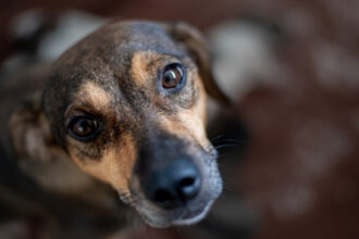 video pas spre normalitate polonia interzice tinerea cainilor in lant romania ramane in urma la noi inca nu exista lege 694a60bd333c9