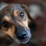 video pas spre normalitate polonia interzice tinerea cainilor in lant romania ramane in urma la noi inca nu exista lege 694a80835623f