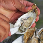 video romania are prima ferma de stridii din marea neagra cum arata productia dupa un an de experimente 6949bdf79558c