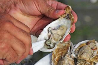 video romania are prima ferma de stridii din marea neagra cum arata productia dupa un an de experimente 6949e46191226