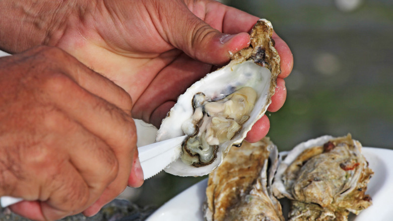 video romania are prima ferma de stridii din marea neagra cum arata productia dupa un an de