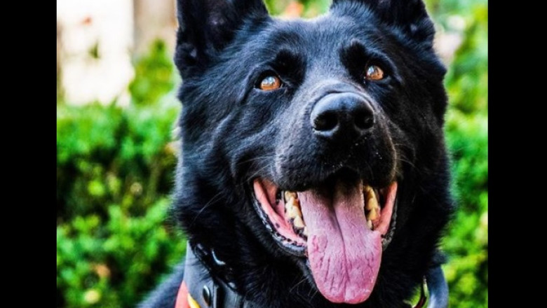 a murit cainele politist suier primul lup cehoslovac din romania era trimis la festivaluri pentru detectarea substantelor interzise 6957fe8f75efa