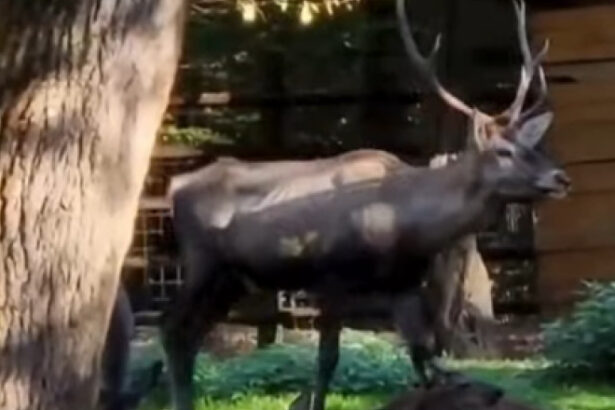 cerb carpatin sanatos gasit mort la gradina zoologica din targu mures ce a gasit medicul veterinar in sistemul digestiv al animalului 696a6ea2d8ca0