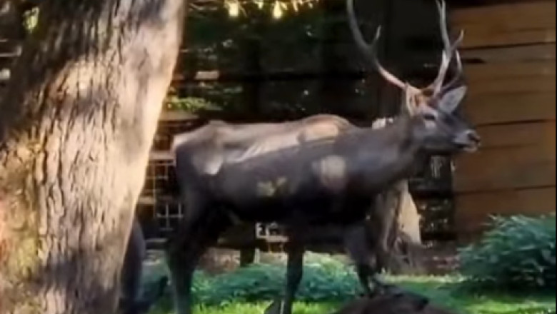 cerb carpatin sanatos gasit mort la gradina zoologica din targu mures ce a gasit medicul veterinar in sistemul digestiv al animalului 696a6ea2d8ca0