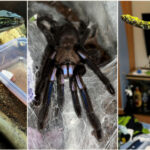 crescatorie ilegala de reptile cu vipere veninoase serpi si tarantule descoperita intr un apartament din bihor 696901220c128