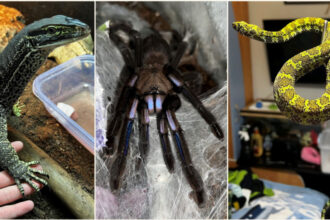 crescatorie ilegala de reptile cu vipere veninoase serpi si tarantule descoperita intr un apartament din bihor 696901220c128