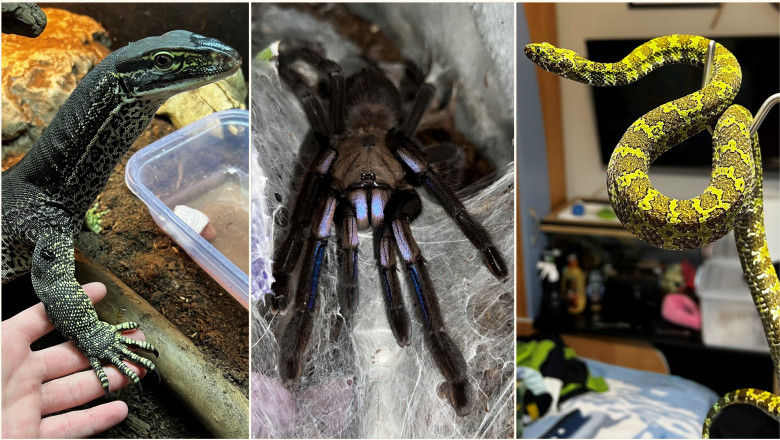crescatorie ilegala de reptile cu vipere veninoase serpi si tarantule descoperita intr un apartament din bihor 696901220c128