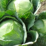 cum sa cureti corect varza ascunde deseori murdarie si daunatori intre frunzele sale 696ddfdaadcdd