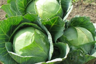 cum sa cureti corect varza ascunde deseori murdarie si daunatori intre frunzele sale 696ddfdaadcdd