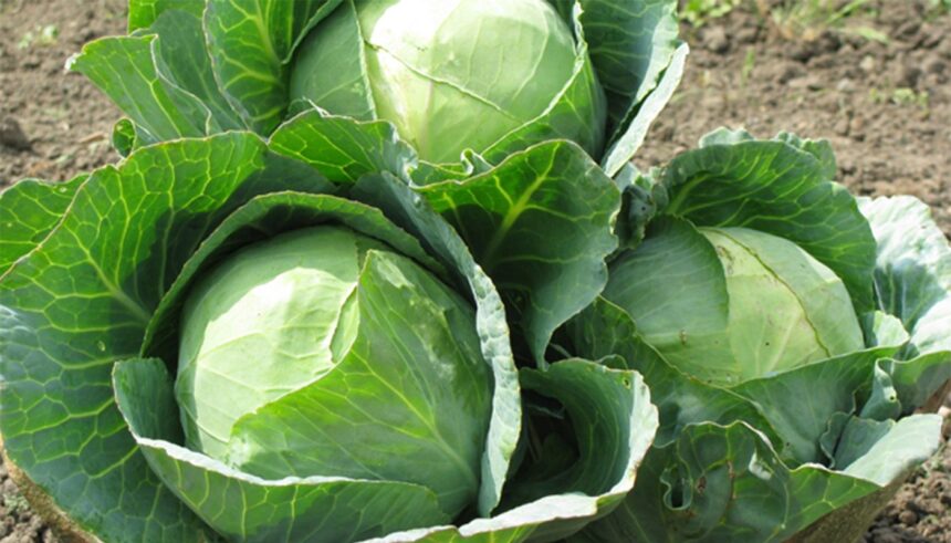 cum sa cureti corect varza ascunde deseori murdarie si daunatori intre frunzele sale 696ddfdaadcdd