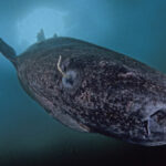 este orb traieste 500 de ani si vine din apele groenlandei controversele din jurul uneia dintre cele mai enigmatice specii din lume 69768db99fc06