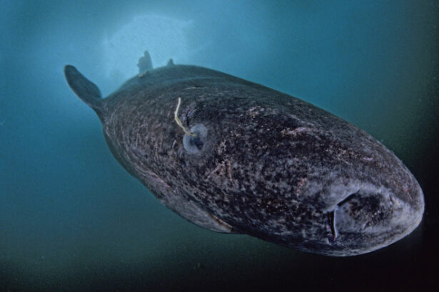 este orb traieste 500 de ani si vine din apele groenlandei controversele din jurul uneia dintre cele mai enigmatice specii din lume 69768db99fc06