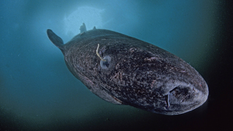 este orb traieste 500 de ani si vine din apele groenlandei controversele din jurul uneia dintre cele mai enigmatice specii din lume 69768db99fc06