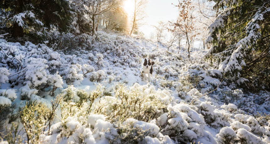 fenomenul meteo neobisnuit care va lovi romania in ianuarie unul dintre cele mai atipice episoade climatice din ultimele 125 de ani 695cd87a826d6