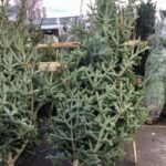 puncte de colectare a brazilor de craciun amenajate in municipiul constanta 695f7c4d971b8