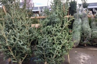 puncte de colectare a brazilor de craciun amenajate in municipiul constanta 695f7c4d971b8