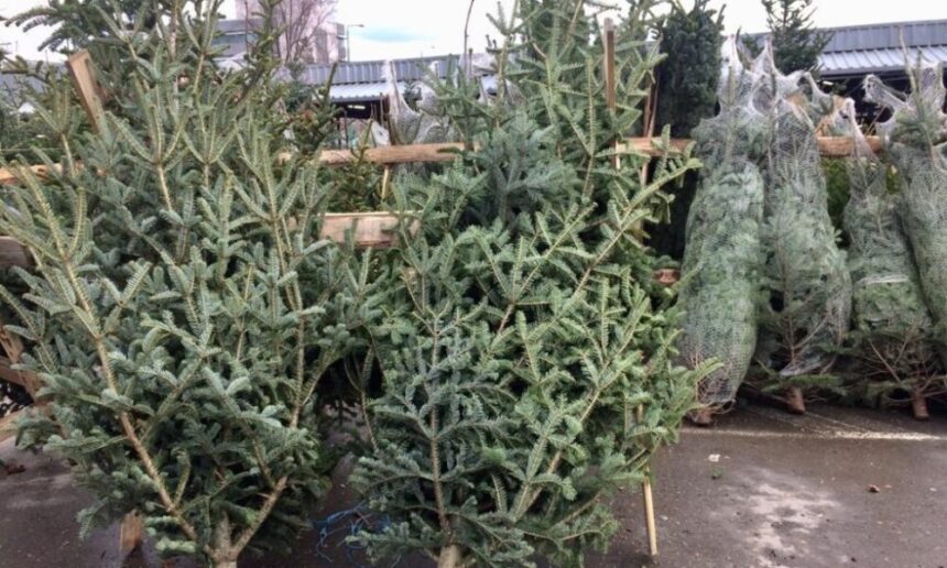 puncte de colectare a brazilor de craciun amenajate in municipiul constanta 695f7c4d971b8